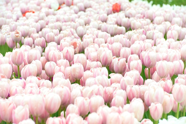Il campo dei tulipani dei fiori rosa può essere usato per lo sfondo floreale