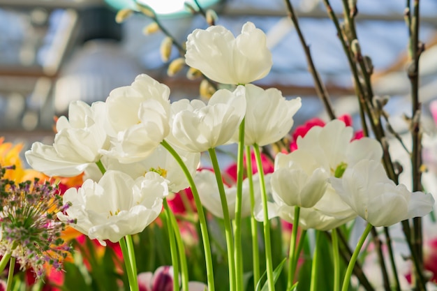 Il campo dei tulipani multicolori di fioritura, molla fiorisce nel giardino