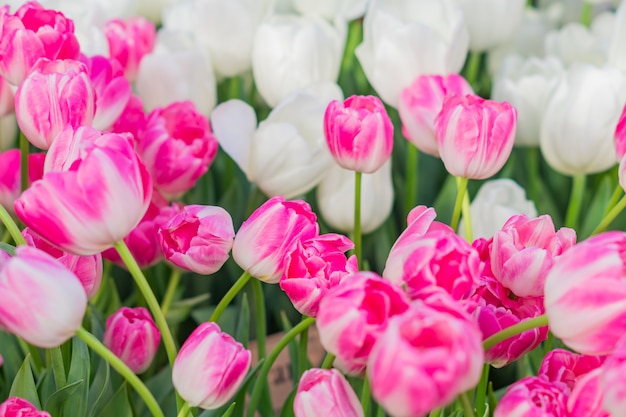 Il campo dei tulipani multicolori di fioritura, molla fiorisce nel giardino