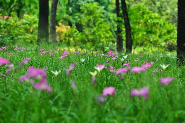 Il campo del giglio di Zephyranthes rosa-porpora o giglio di pioggia fiorisce in giardino