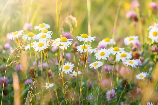 Il campo della margherita fiorisce i fiori selvaggi della camomilla nel sunligh