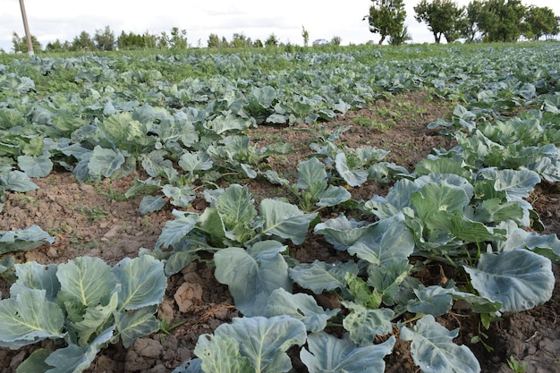 Il campo di cavoli