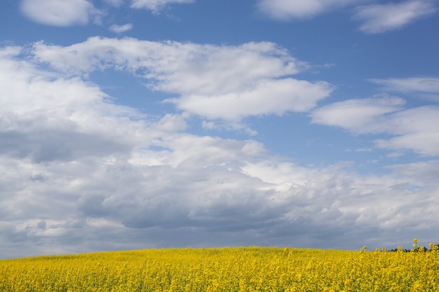 Il campo di colza fiorisce con fiori gialli brillanti con sfondo azzurro del cielo