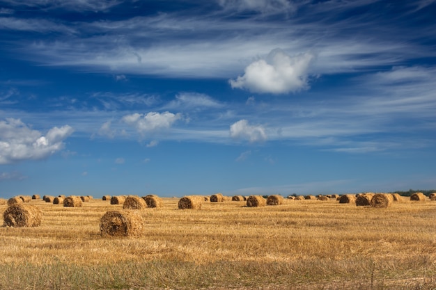 Il campo di erba tagliata.