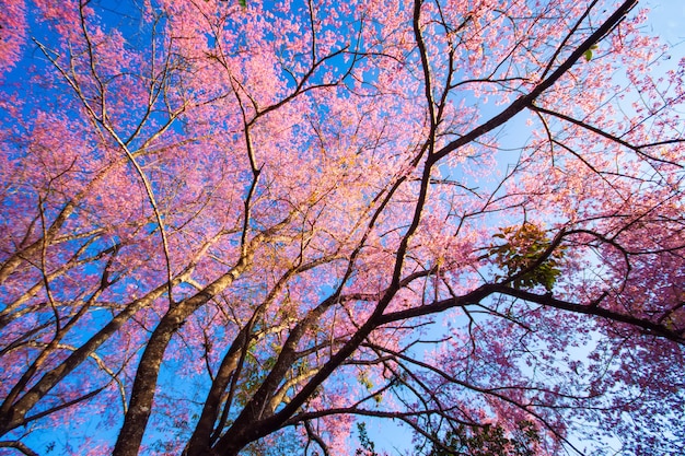 Il campo di fiori di ciliegio selvatico himalayano rosa sbocciante Thailands sakura o Prunus cerasoides