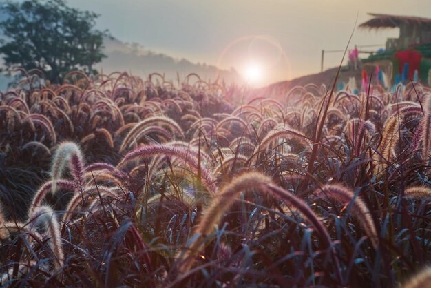 Il campo di fiori di erba bassa dell'oro rosso con il sole sta sorgendo in una mattina