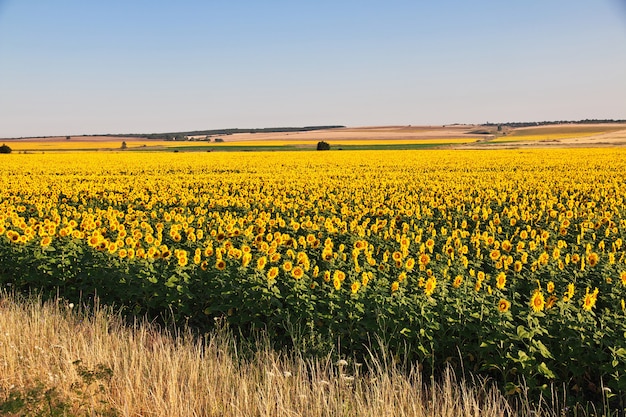 Il campo di girasoli, Bulgaria