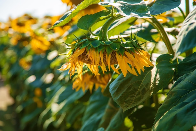 Il campo di girasoli fiorisce in estate. Messa a fuoco selettiva. Natura.