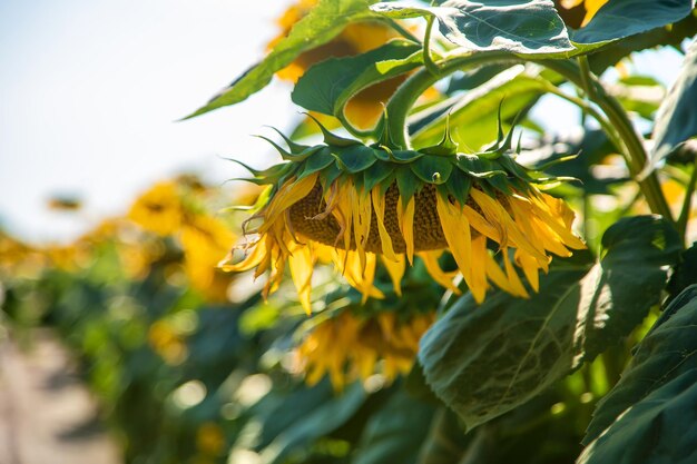 Il campo di girasoli fiorisce in estate. Messa a fuoco selettiva. Natura.