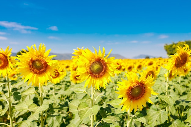 Il campo di girasoli in fiore su uno sfondo blu cielo, bella lanscepe in asia.