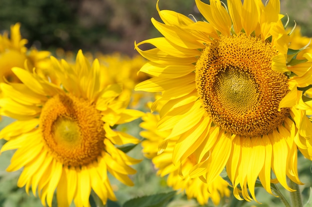 Il campo di girasoli sta fiorendo.