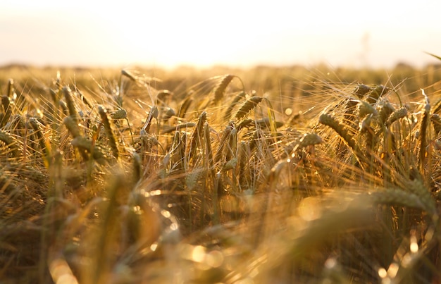 Il campo di grano al tramonto