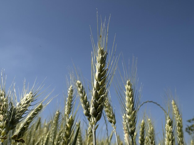 Il campo di grano dell'Ucraina è pronto per la raccolta