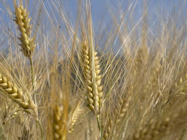 Il campo di grano dell'Ucraina è pronto per la raccolta