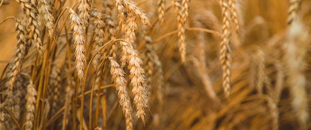 Il campo di grano è giallo in estate. Messa a fuoco selettiva. Natura.