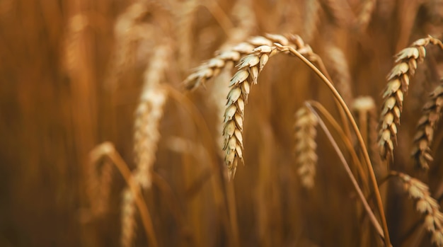 Il campo di grano è giallo in estate. Messa a fuoco selettiva.