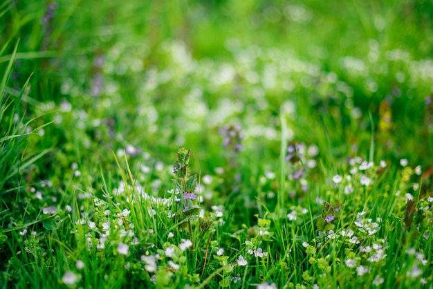 Il campo di primavera con bellissimi fiori selvatici