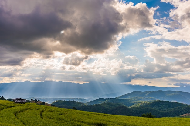 Il campo di riso dorato a terrazze con il cielo.