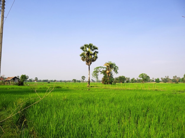 Il campo di riso Laos