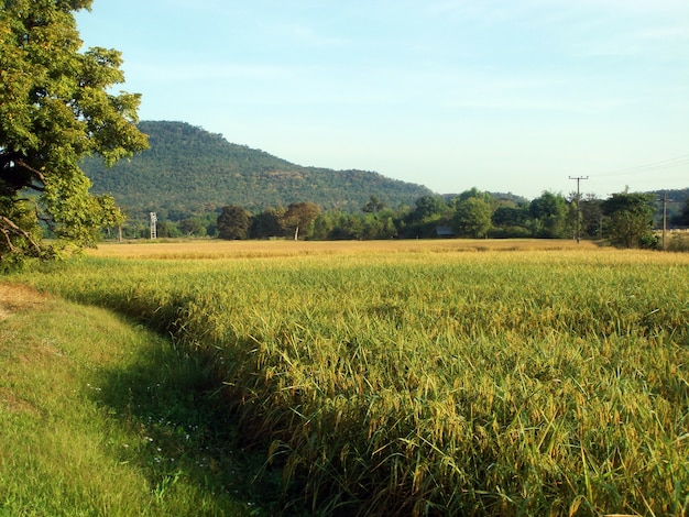 Il campo di riso nella stagione del raccolto