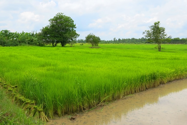 Il campo di riso verde in crescita stagione