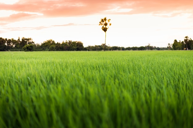 Il campo di riso