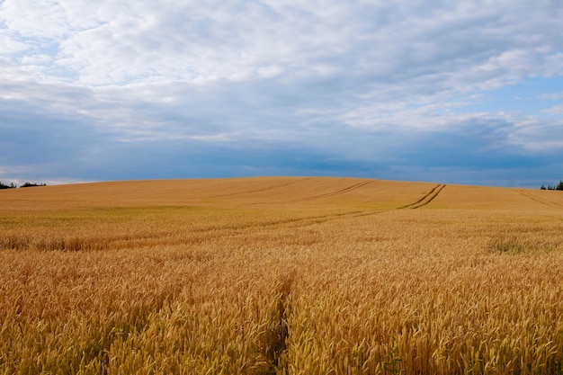 Il campo ha raggiunto il grano. La composizione naturale.