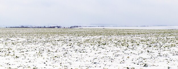 Il campo invernale arato coperto dalla prima neve, terreni agricoli in inverno