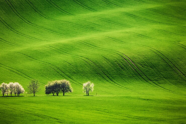 Il campo ondeggia con gli alberi sboccianti in primavera