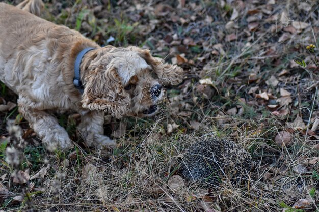 Il cane abbaia al riccio nella foresta