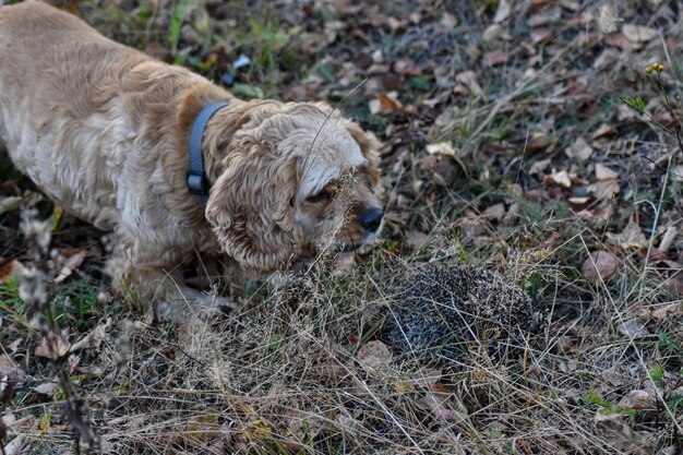 Il cane abbaia al riccio nella foresta