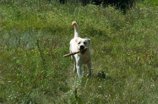 Il cane addestrato corre con un bastone in bocca