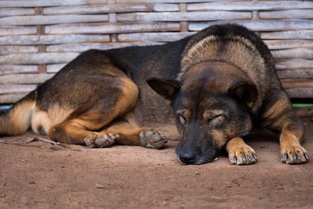 Il cane addormentato ha mentito sulla sabbia, sembra avere un sogno.