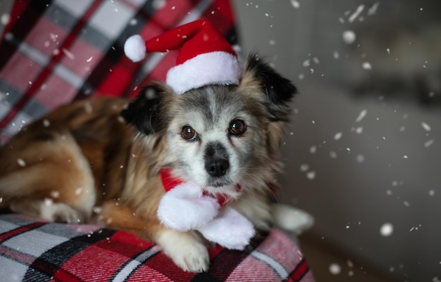 Il cane adorabile e soffice indossa un cappello di Babbo Natale sullo sfondo interno della casa Animale domestico che celebra le vacanze invernali