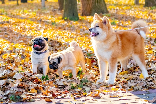 Il cane Akita abbraccia il suo proprietario in un parco autunnale