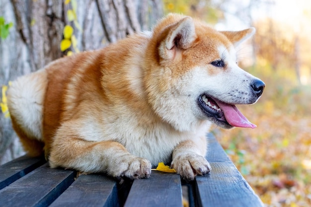 Il cane Akita giace su una panchina in un parco autunnale