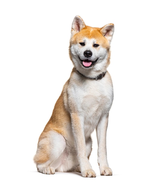 Il cane Akita inu seduto e ansimante su uno sfondo bianco