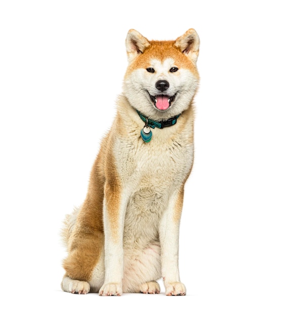 Il cane Akita inu seduto e ansimante su uno sfondo bianco