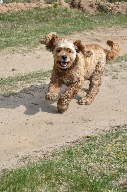 Il cane allegro cammina in una radura della foresta