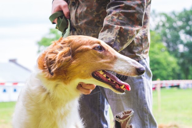 Il cane alleva il levriero russo vicino al suo proprietario, un ritratto di un cane in primo piano di profilo