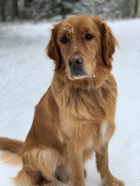 Il cane allo zenzero bagnato si siede e si guarda intorno in una bellissima foresta innevata