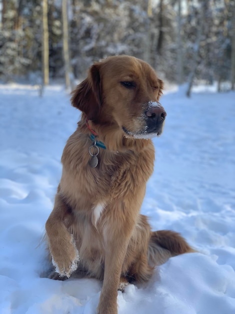 Il cane allo zenzero bagnato si siede e si guarda intorno in una bellissima foresta innevata