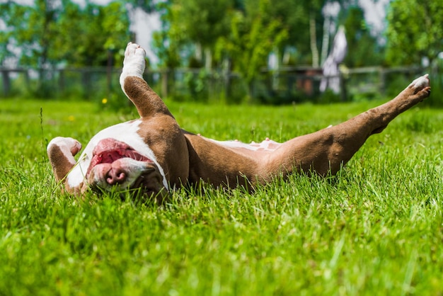 Il cane American Bully color cioccolato è sdraiato sull'erba verde