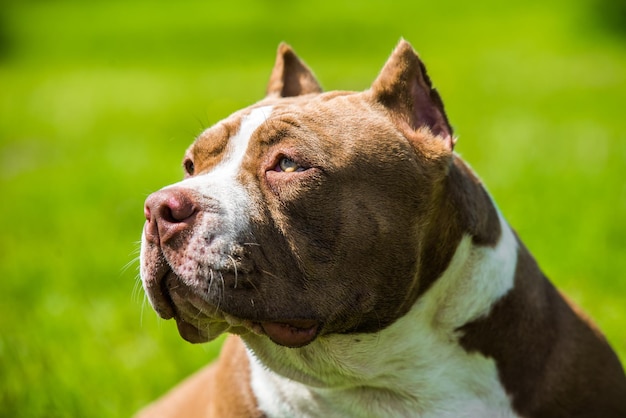 Il cane American Bully color cioccolato è sull'erba verde