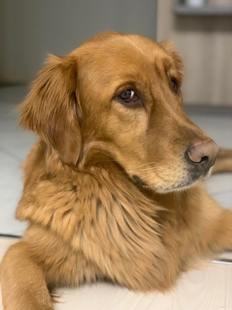 Il cane American Golden Retriever sembra astutamente con un sopracciglio