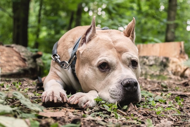 Il cane American Staffordshire giace su un sentiero nel bosco e guarda la telecamera
