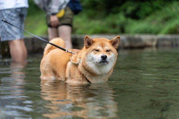 Il cane americano di Akita che sta nell'acqua gode dell'alba al lago