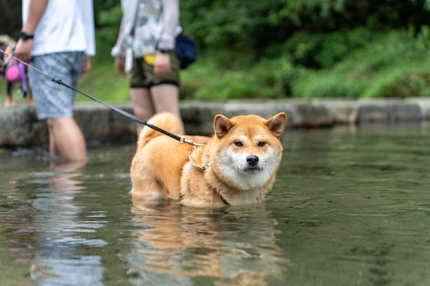 Il cane americano di Akita che sta nell'acqua gode dell'alba al lago