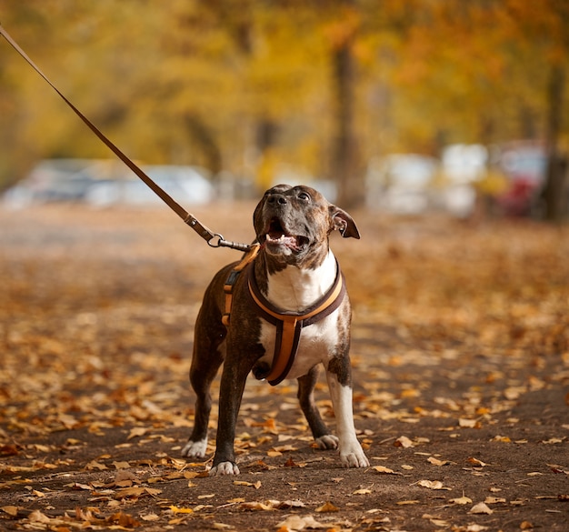 Il cane americano Pit Bull Terrier al guinzaglio si trova nel parco autunnale e guarda avanti. La bocca è aperta, buon cane