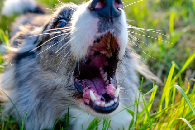 Il cane arrabbiato abbaia la bocca aperta del cane con i denti